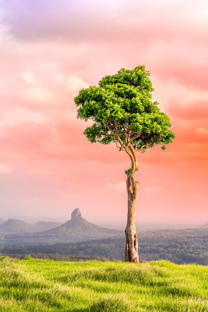 One Tree Hill Maleny Vertical Photo Print