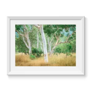 Gum-Tree-Oasis--An-Australian-Bush-Scene