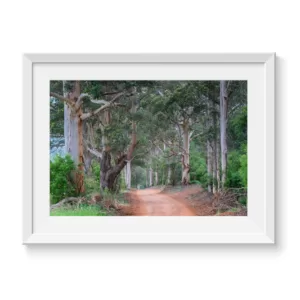 Gum-Trees-and-a-Red-Dirt-Road--A-Timeless-Australian-Landscape